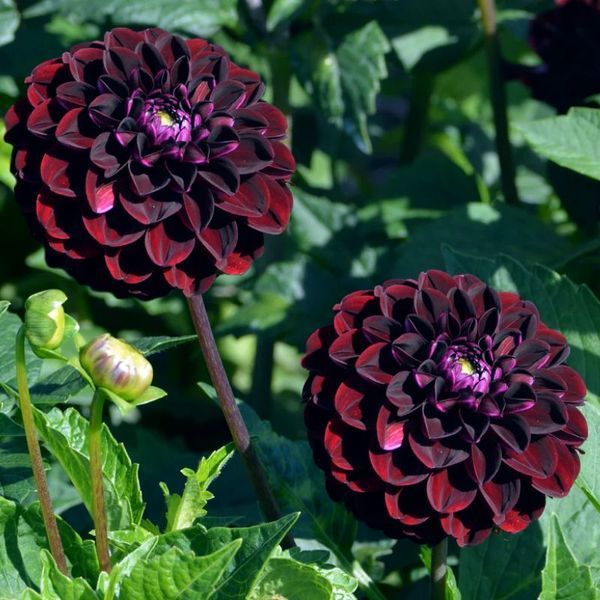Жоржина помпонна Dark Spirit 10969 фото