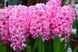 Гіацинт Pink Pearl 18/19 10333 фото 3