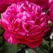 Півонія Red Sarah Bernhardt 5/7 10758 фото 1