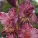 Гладіолус Rusty Chestnut 12/14 30679 фото 3
