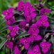 Традесканція Red Grape 31276 фото 2