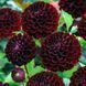 Жоржина помпонна Dark Spirit 10969 фото 3