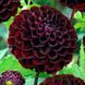 Жоржина помпонна Dark Spirit 10969 фото 1
