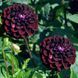 Жоржина помпонна Dark Spirit 10969 фото 2