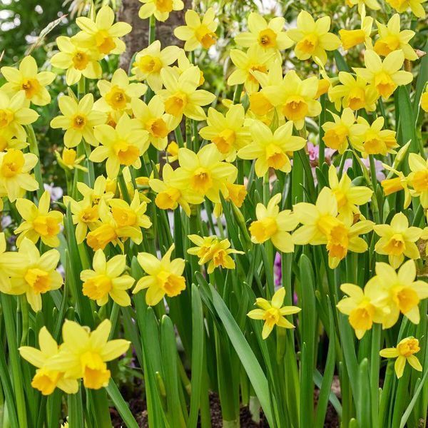 Нарцисс миниатюрный Tete a Tete 10/11 17301 фото