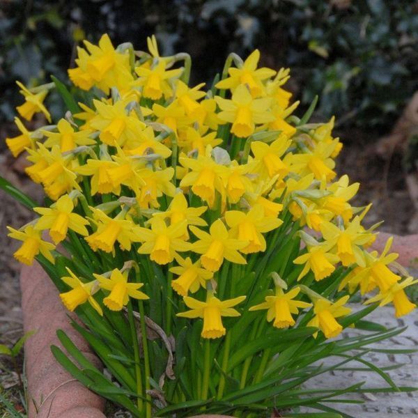 Нарцисс миниатюрный Tete a Tete 10/11 17301 фото