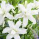 Лилия Махровая восточная Lotus Beauty 14/16 30853 фото 3