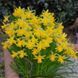 Нарцисс миниатюрный Tete a Tete 10/11 17301 фото 3