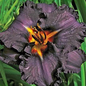 Лілейник Longfields Black Magic 20586 фото