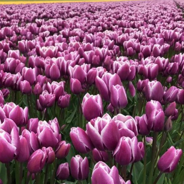 Тюльпан мультіфлора Purple Elegance 11/12 12864 фото