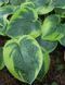 Хоста Tokudama Flavocircinalis 21809 фото 4