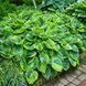 Хоста Tokudama Flavocircinalis 21809 фото 1