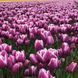Тюльпан мультіфлора Purple Elegance 11/12 12864 фото 2