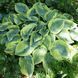 Хоста Tokudama Flavocircinalis 21809 фото 2