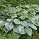 Хоста Tokudama Flavocircinalis 21809 фото 6