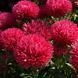 Насіння Квіти Айстра Піоновидна Ротер Турм 0,25г Насіння України 11560 фото 3