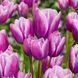 Тюльпан мультіфлора Purple Elegance 11/12 12864 фото 1
