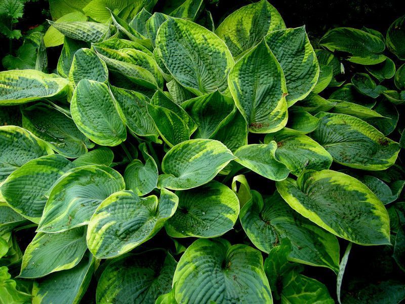 Хоста Tokudama Flavocircinalis 21809 фото