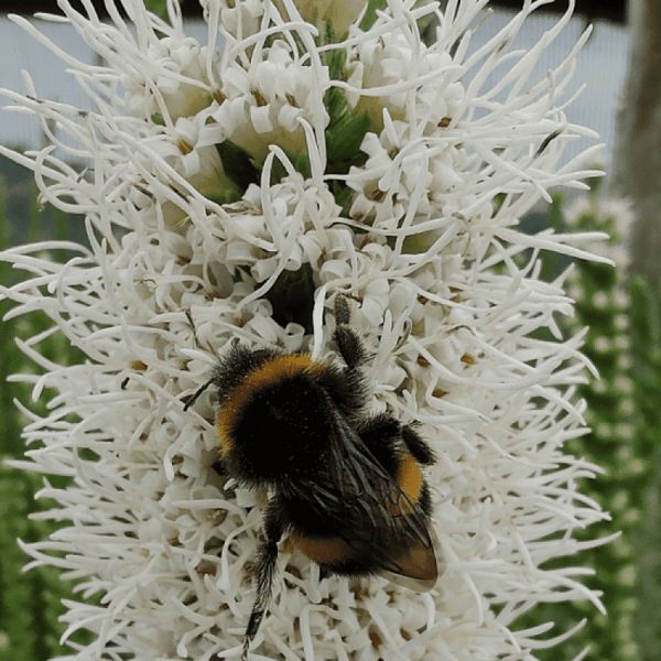 Ліатрис spicata Floristan Weiss (білий) опт 31035 фото
