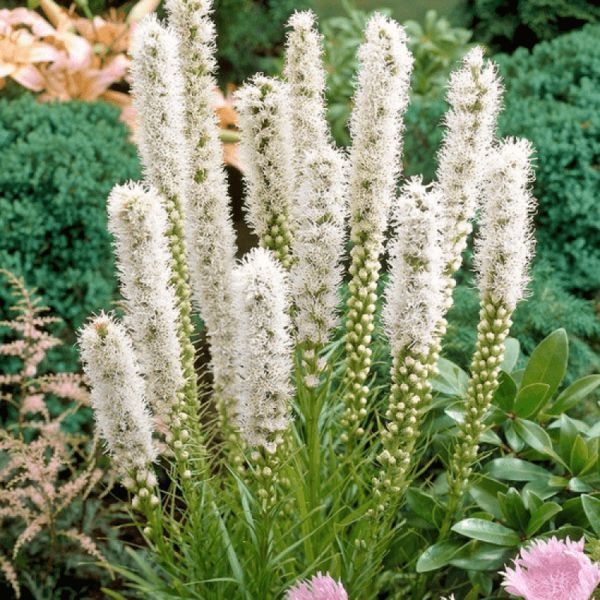 Ліатрис spicata Floristan Weiss (білий) опт 31035 фото
