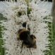Ліатрис spicata Floristan Weiss (білий) опт 31035 фото 3