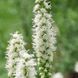 Ліатрис spicata Floristan Weiss (білий) опт 31035 фото 1