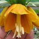 Фритилария Striped Beauty 20/24 31553 фото 2