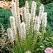 Ліатрис spicata Floristan Weiss (білий) опт 31035 фото 4