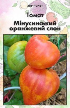 Насіння Томат Мінусинський оранжевий слон 15 шт (від колекціонера) 32428 фото