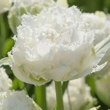Тюльпан махровый бахромчатый Snow Crystal 12+ 31430 фото