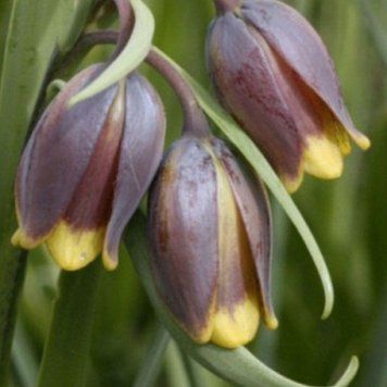 Фрітіларія uva-vulpis 8+ 10426 фото