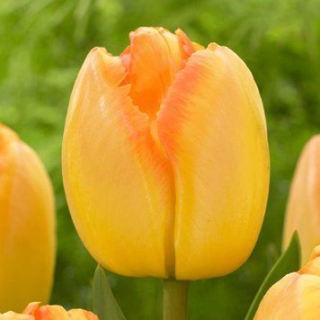 Тюльпан Дарвина Yellow Pride (Zantuyell) 12+ 30345 фото