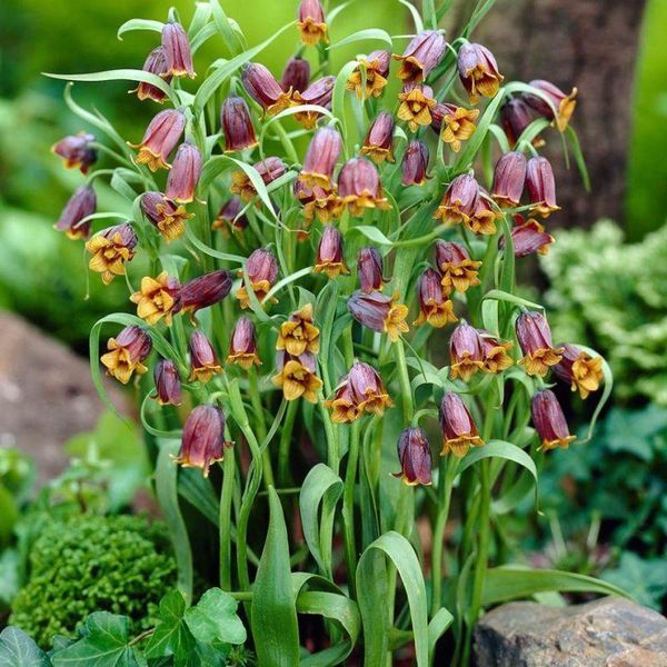 Фрітіларія uva-vulpis 8+ 10426 фото