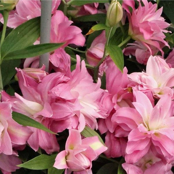 Лилия Махрова Восточная Lotus Breeze 16/18 10767 фото