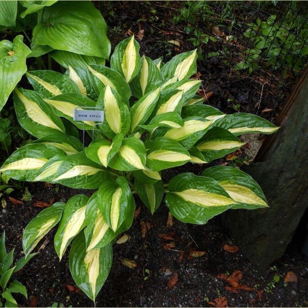 Хоста Gypsy rose 12659 фото