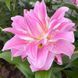 Лилия Махрова Восточная Lotus Breeze 16/18 10767 фото 1