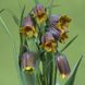 Фрітіларія uva-vulpis 8+ 10426 фото 2