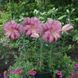 Лилия Махрова Восточная Lotus Breeze 16/18 10767 фото 3