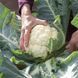 Семена Капуста Цветная Четыре сезона 100 штСМ 10532 фото 2