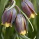 Фрітіларія uva-vulpis 8+ 10426 фото 1