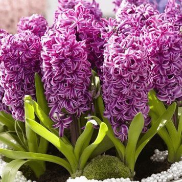 Гіацинт Purple Sensation 17/18 30300 фото