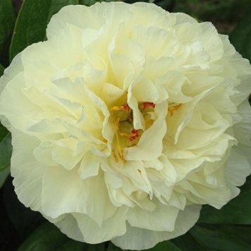 Півонія Sweet Lemonade 3/5 13000 фото