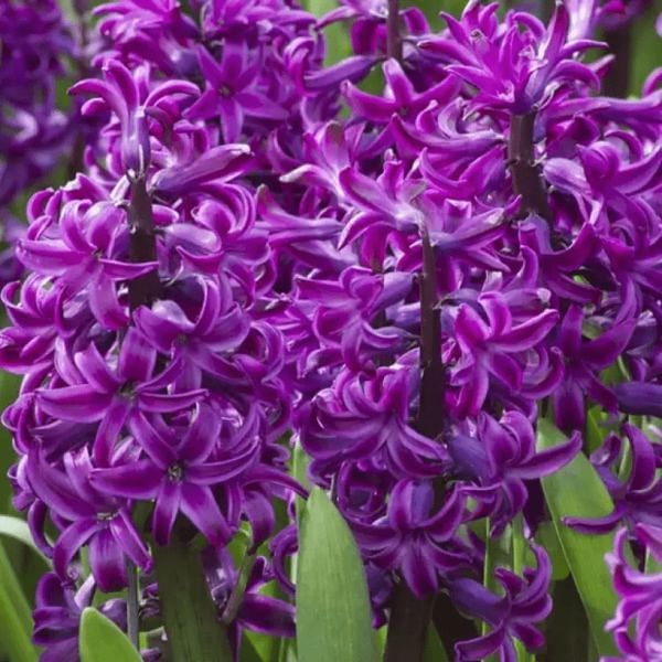 Гіацинт Purple Sensation 17/18 30300 фото