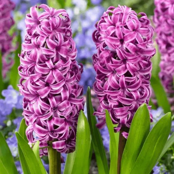 Гіацинт Purple Sensation 17/18 30300 фото