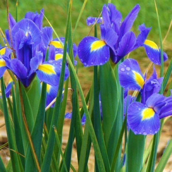 Ірис Голландський Blue Magic 3 шт 12748 фото