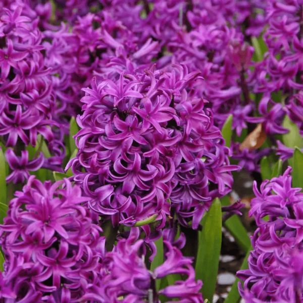 Гіацинт Purple Sensation 17/18 30300 фото
