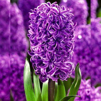Гіацинт Purple Sensation 18/19 (фіолетовий) 21051 фото