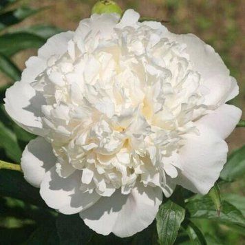 Півонія White Charm 3/5 13001 фото
