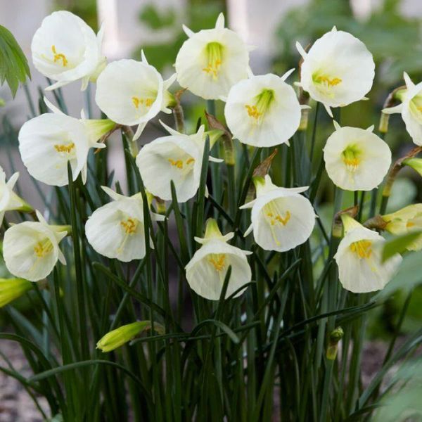 Нарцис мініатюрний White Petticoat 6+ 31601 фото