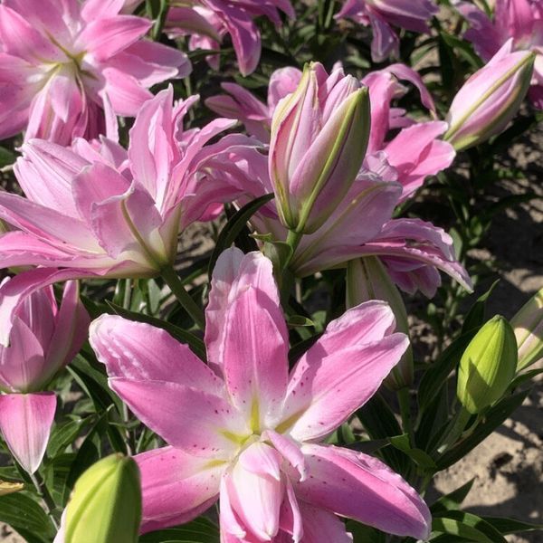 Лилия Махровая восточная Lotus Elegance 14/16 30855 фото